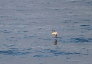 laysan-albatross_3.jpg