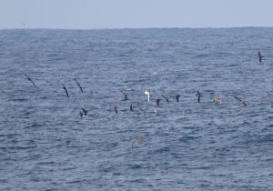 3-species-albatross_2.jpg