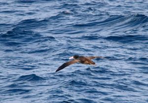 short-tailed-albatross_1.jpg