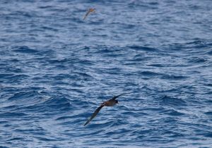 short-tailed-albatross_5.jpg