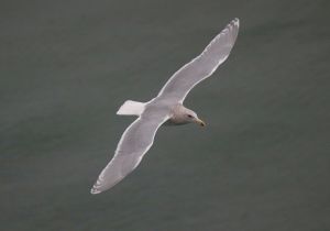 glaucous-winged-gull_1.jpg