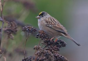 golden-crowned-sparrow_1.jpg