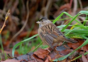 golden-crowned-sparrow_2.jpg
