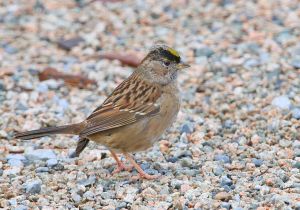 golden-crowned-sparrow_3.jpg