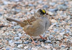 golden-crowned-sparrow_4.jpg