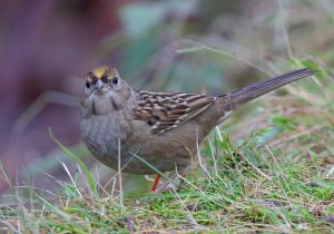golden-crowned-sparrow_8.jpg