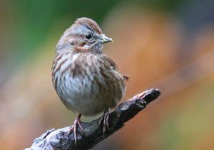 song-sparrow_2.jpg