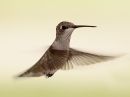 black-chinned-hummingbird.jpg