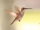 black-chinned-hummingbird_01.jpg