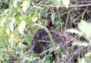 black-eared-wood-quail.jpg