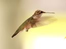 broad-tailed-hummingbird_04.jpg