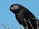 chihuahuan-raven_02.jpg