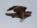 red-tailed-hawk.jpg