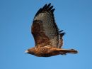 red-tailed-hawk_06.jpg