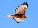red-tailed-hawk~1.jpg