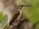 rufous-hummingbird_01~0.jpg