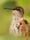 rufous-hummingbird_03~0.jpg